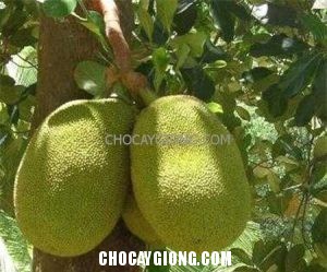 Kỹ Thuật Trồng Mít Thái mit thai
