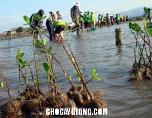 Kỹ thuật trồng cây đước ở rừng ngập mặn trong - cay