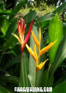 Cây Mỏ két