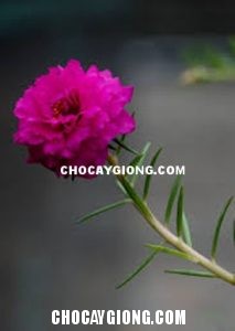 Hoa mười giờ
