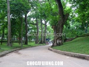 Những kỹ thuật chung về trồng cây công trình cay xanh