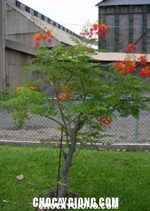 cây điệp cúng