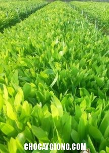 keo tai tượng 1