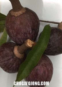 quả na tím