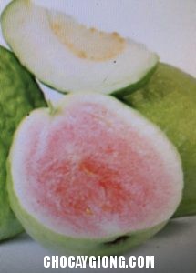 Ổi Ruột Đỏ Ko Hạt Ổi ruột đỏ không hạt