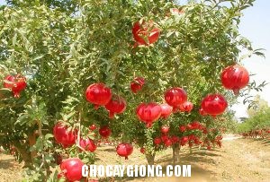 3 Điều Chú Ý Để Cây Lựu Ra Nhiều Hoa