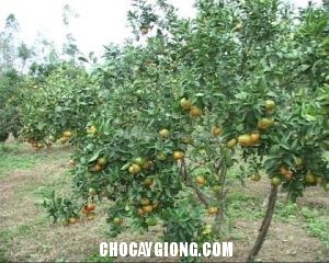 Cách Trồng Cam Sành Trái Vụ Cho Thu Nhập Cao