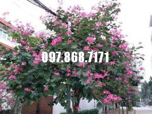 Hoa Ban Đỏ - Trung tâm giống cây Xuân Khương - 097.868.7171 Hoa Ban Đỏ - Trung Tâm Giống Cây Xuân Khương - 097.868.7171