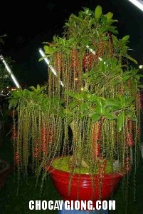 3 cách để kích thích cây Lộc Vừng ra hoa