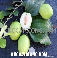 Bệnh phấn trắng ở táo và cách phòng trị