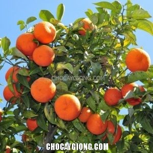 Cách nhân giống cây cam, cây quýt và cây bưởi