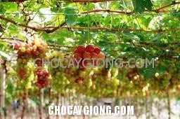 Một số bệnh thường gặp ở cây nho