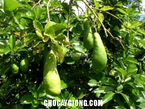 Những sâu bệnh thường gặp trên cây bơ