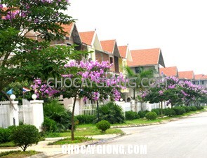 Kỹ thuật trồng cây Bằng Lăng