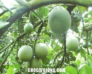 Cách nhân giống cây bưởi da xanh