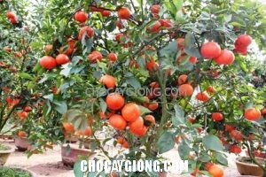 Kinh nghiệm trồng cây cam đường canh