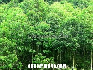 Kỹ thuật trồng cây Keo