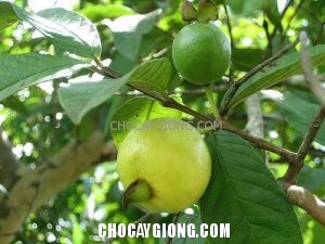 Phòng Trừ Sâu Đục Trái Và Bệnh Thán Thư Hại Ổi Trong Mùa Mưa