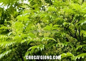 Kỹ thuật trồng cây sấu ăn quả