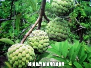 Phòng trừ sâu bệnh trên cây na