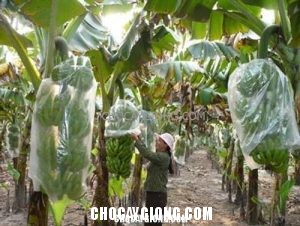 Kỹ thuật trồng chuối tiêu vùng đồng bằng sông Hồng