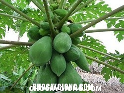 Trở thành tỷ phú nhờ cây đu đủ