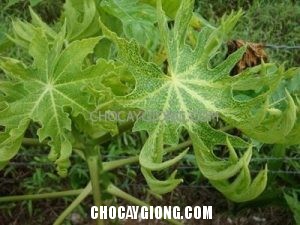 Bệnh Xoăn Lá Đu Đủ Và Cách Phòng Ngừa