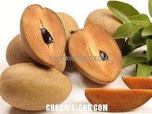 Cách Chiết Cây Hồng Xiêm