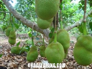 Hiệu quả từ trồng mít Thái siêu sớm