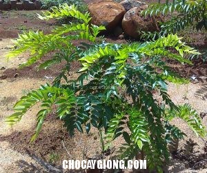 Kỹ thuật trồng cây Sưa đỏ