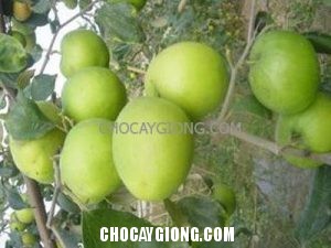 Kỹ thuật trồng cây Táo Đại