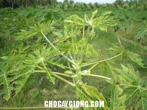 Phòng trừ bệnh đốm vòng trên cây đu đủ