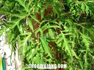 Kỹ thuật trồng cây Đinh Lăng