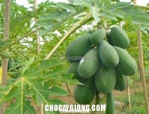 Kỹ thuật trồng cây Đu Đủ Thái Lan