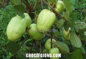 Kỹ thuật trồng và chăm sóc cây Ổi Không Hạt