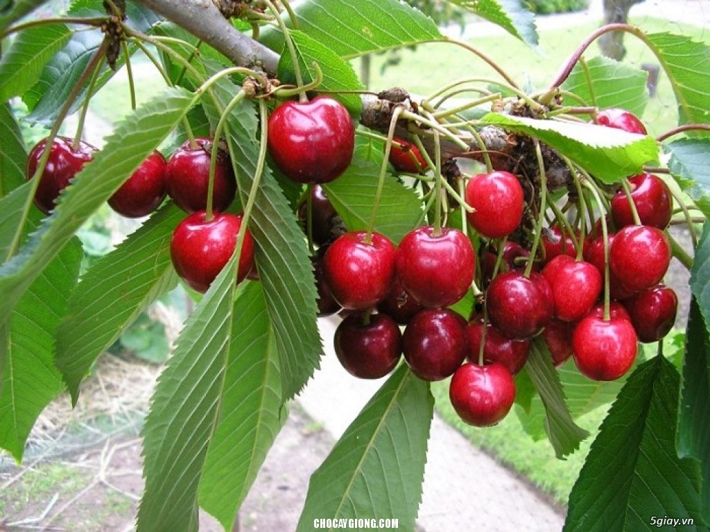 Cây Cherry Anh Đào - 097.868.7171 - Kỹ thuật trồng cây năng xuất