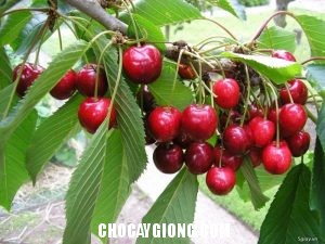 cây cherry 2