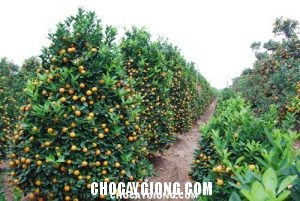 Kỹ trồng và cách chăm sóc cây Quất