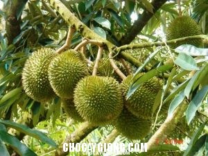 Kỹ thuật trồng cây Sầu Riêng