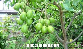Kỹ thuật trồng và chăm sóc Cóc thái