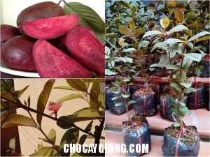 Phòng trừ sâu bệnh cho cây Ổi