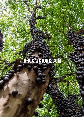 Nho Thân Gỗ Nam Mỹ