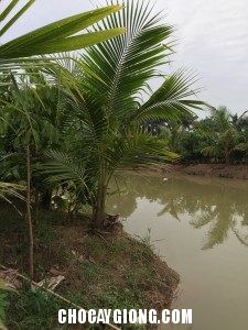 Cây Dừa Xiêm Choai