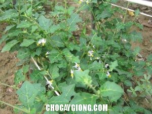 Kỹ thuật trồng và chăm sóc cây Cà Gai Leo