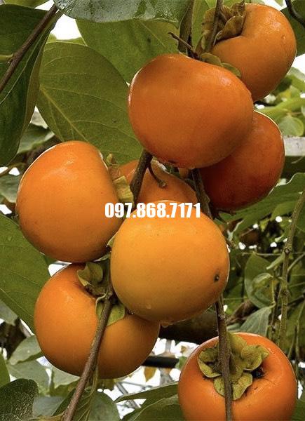 Cây Hồng Giòn