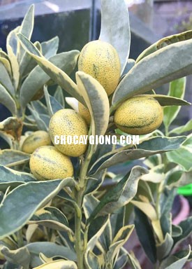 Quất Cẩm Thạch