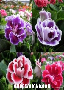 Hoa Tử La Lan