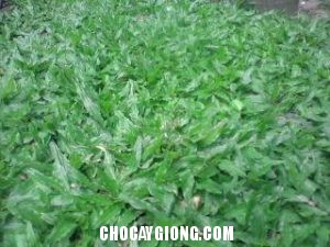 Kỹ Thuật Trồng Và Chăm Sóc Cỏ Lá Tre