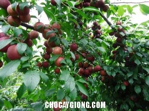 Kỹ thuật trồng và chăm sóc mận