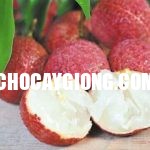 Kỹ thuật trồng và chăm sóc cây Vải Không Hạt